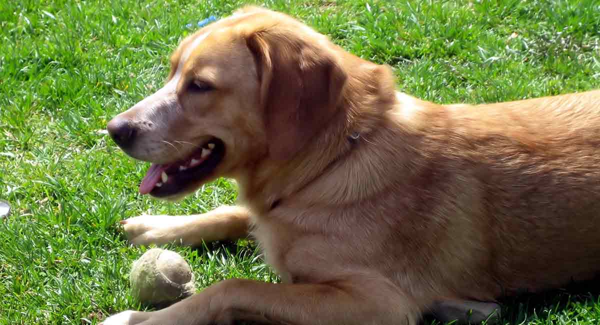 88+ Golden Retriever Lab Mix Puppies For Sale