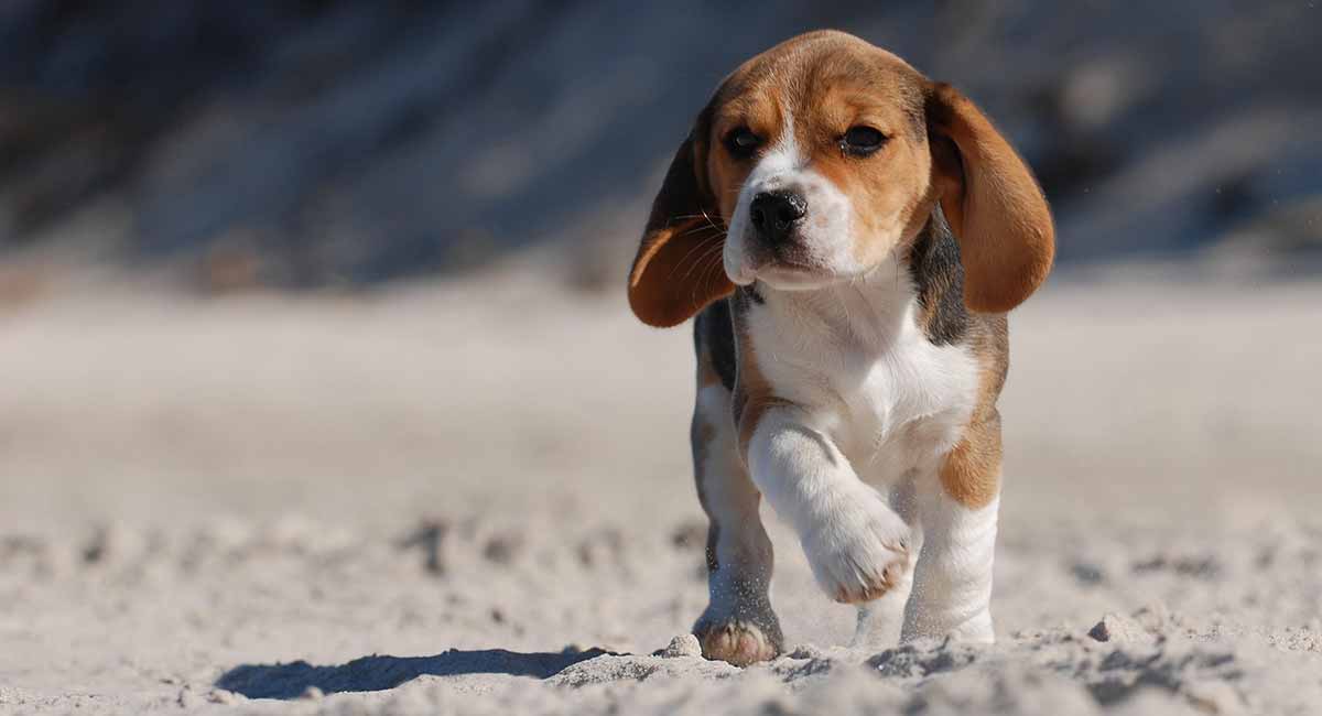 how do you know when a beagle is dying