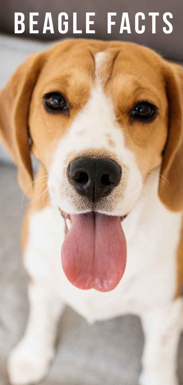 beagle facts