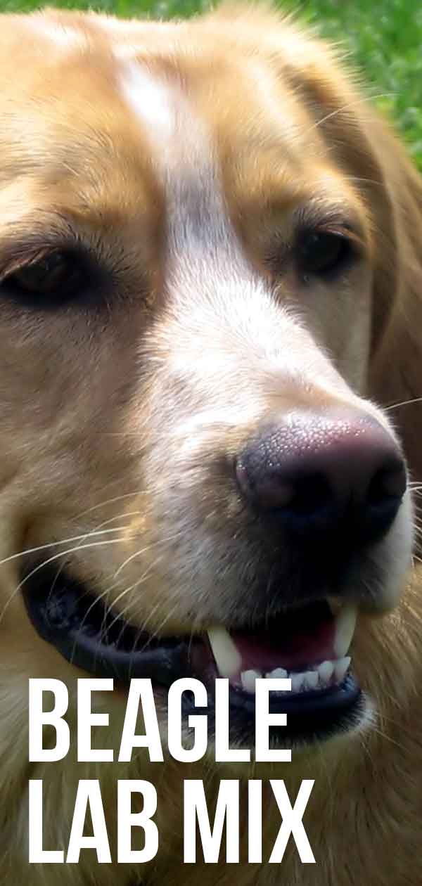 can a beagle and a labrador retriever be friends