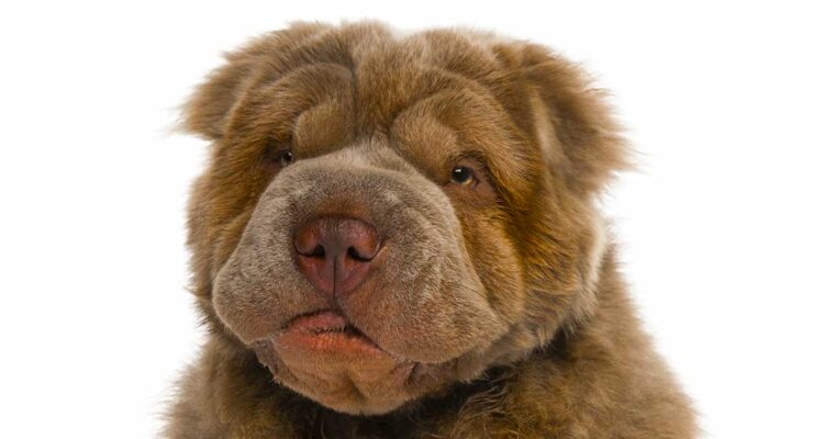 shar pei teddy bear dog