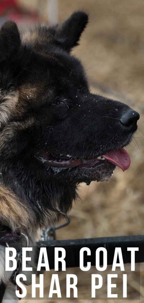 bear coat shar pei for sale near me