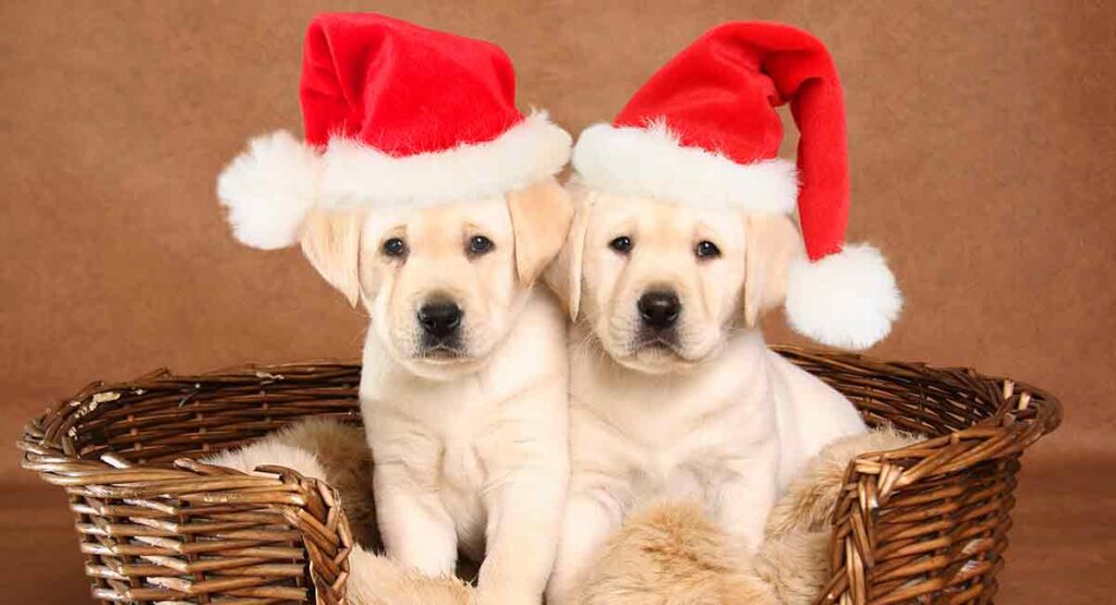 Best Dog Beds For Labs From Comfortable To Cool