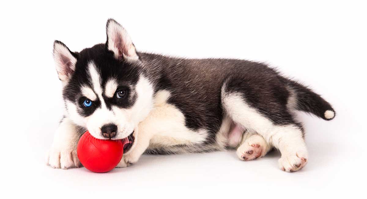 toy husky puppies