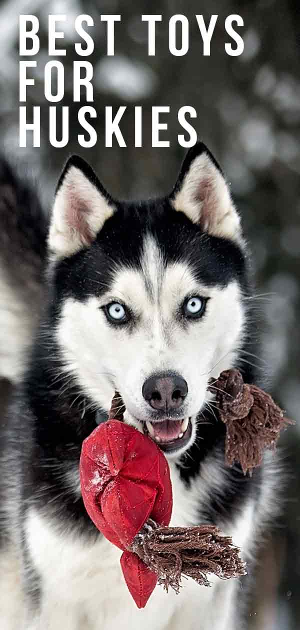 Best Toys For Huskies That Love To Play And Chew