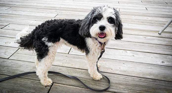 are there any border collie mixed with a poodles