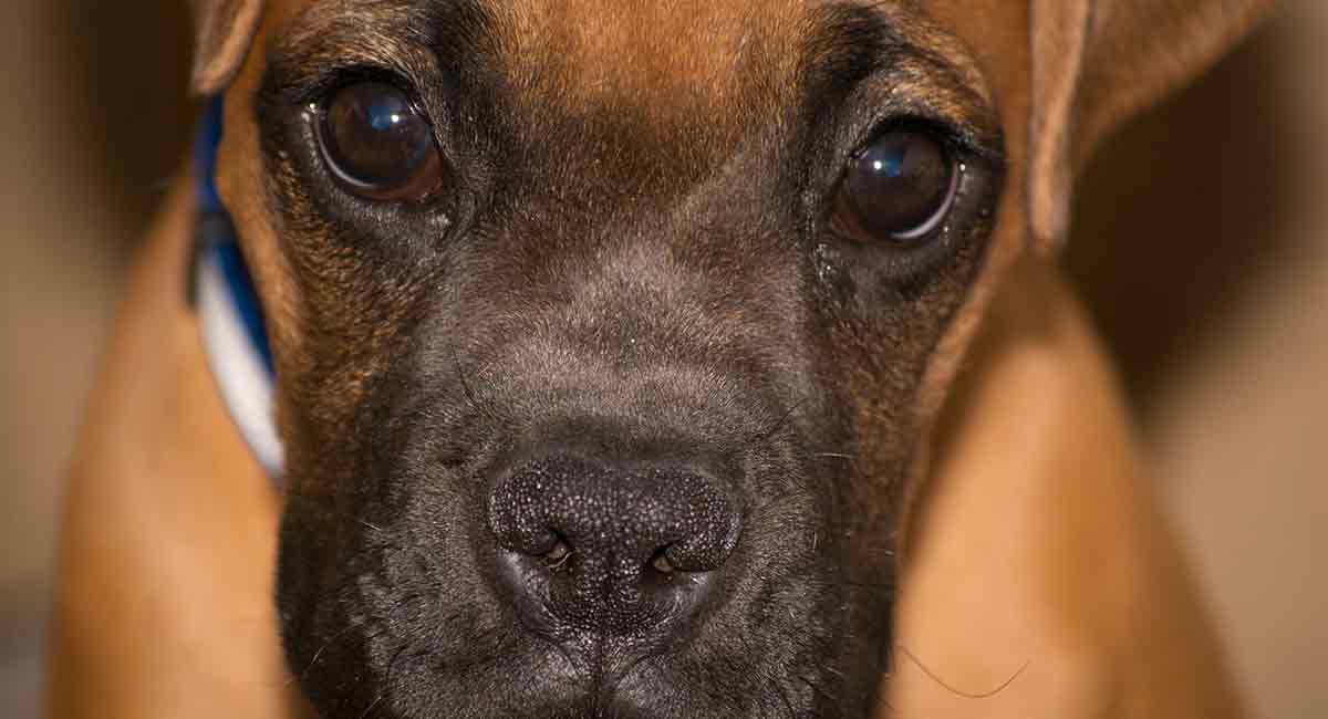 boxer and mastiff