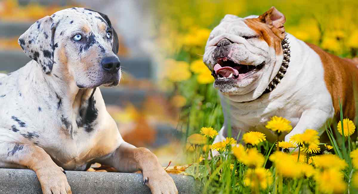 catahoula leopard bulldog mix