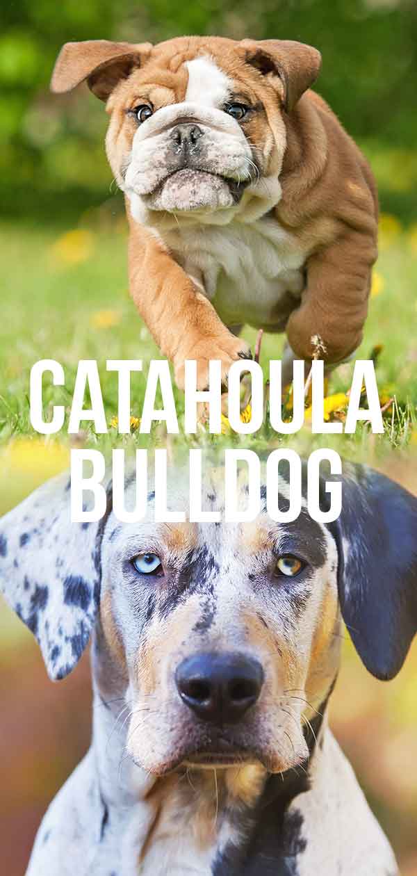 catahoulaブルドッグ