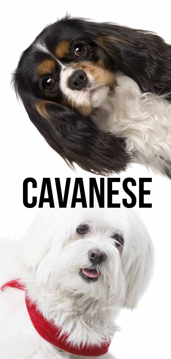 cavanese