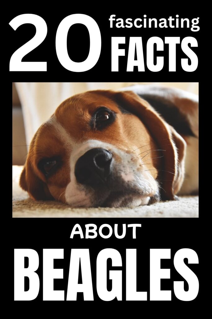 headshot photo of a beagle laying down on a black background with text above and below that reads: 20 fascinating facts about beagles