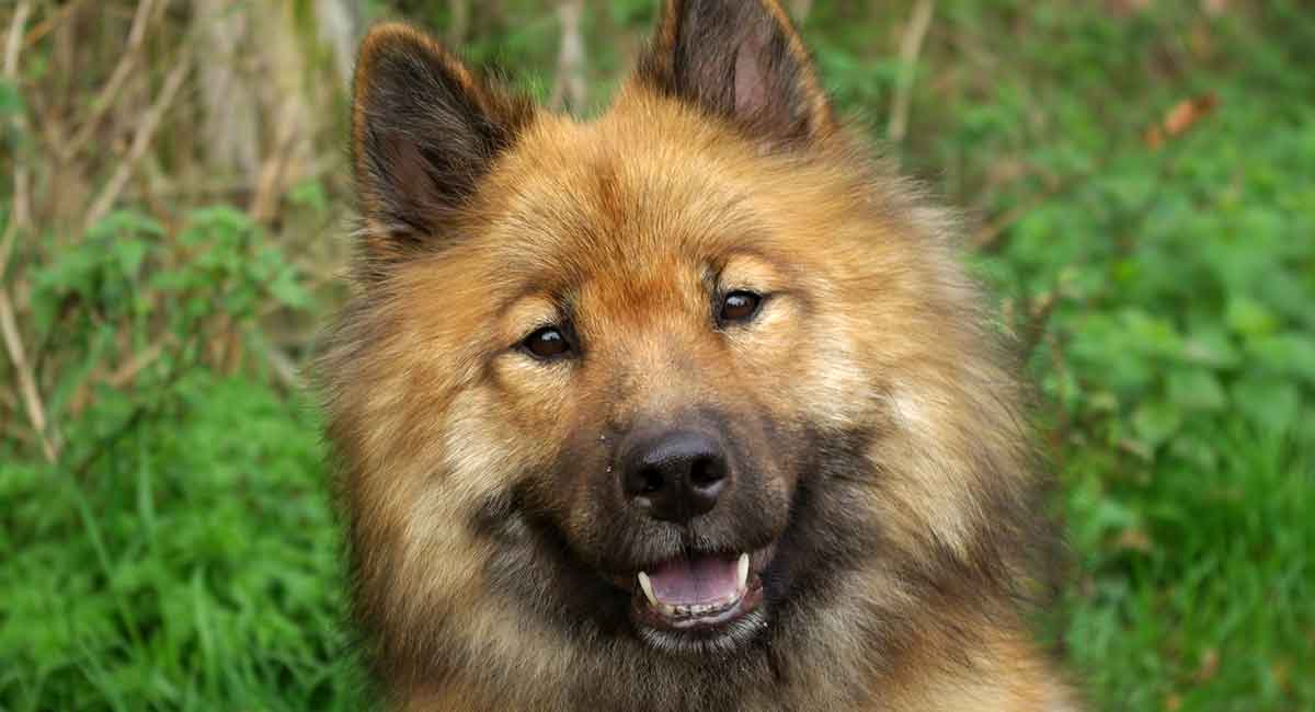 eurasier dog breed