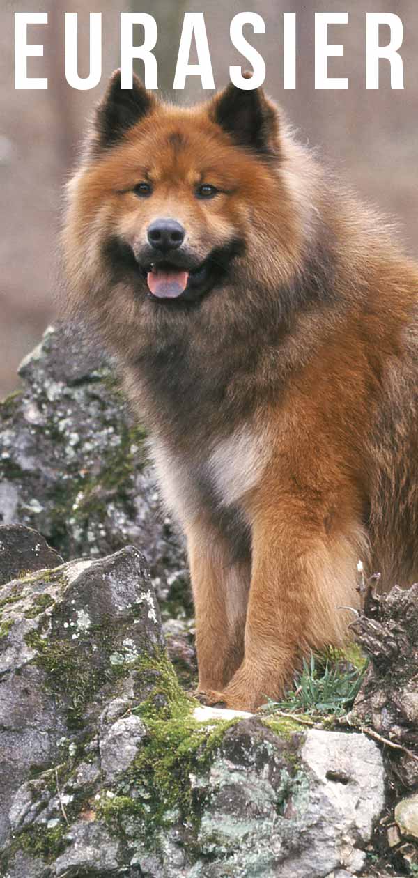 Eurasier A Complete Guide To The Eurasian Dog Breed