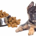 feeding a german shepherd puppy