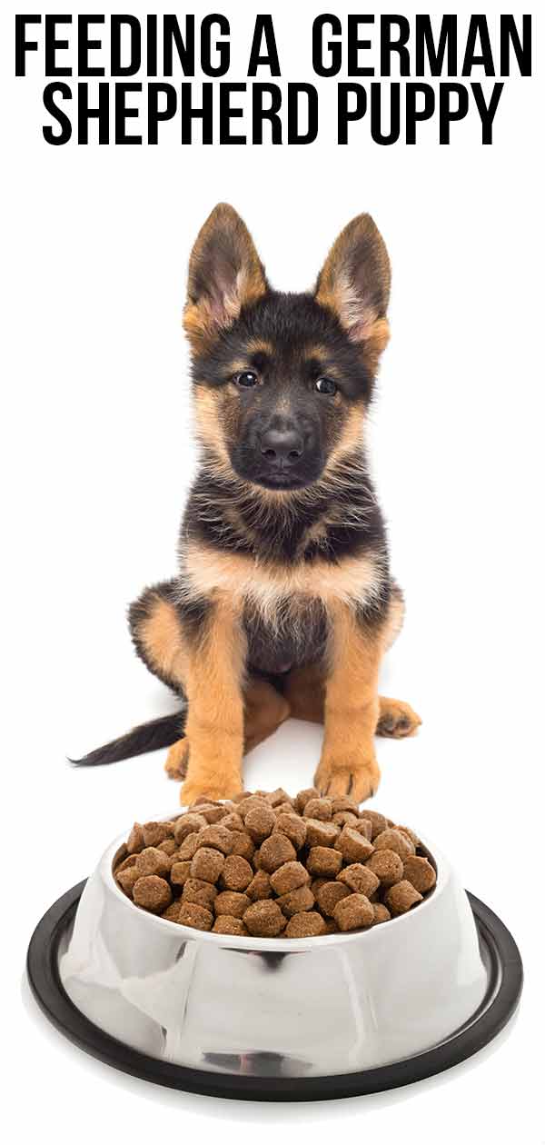 how much german shepherd puppy eat