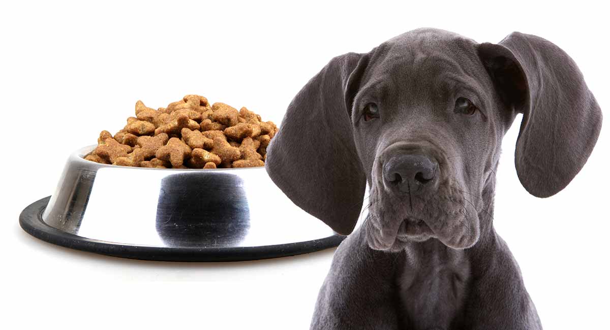 good dog food for great danes