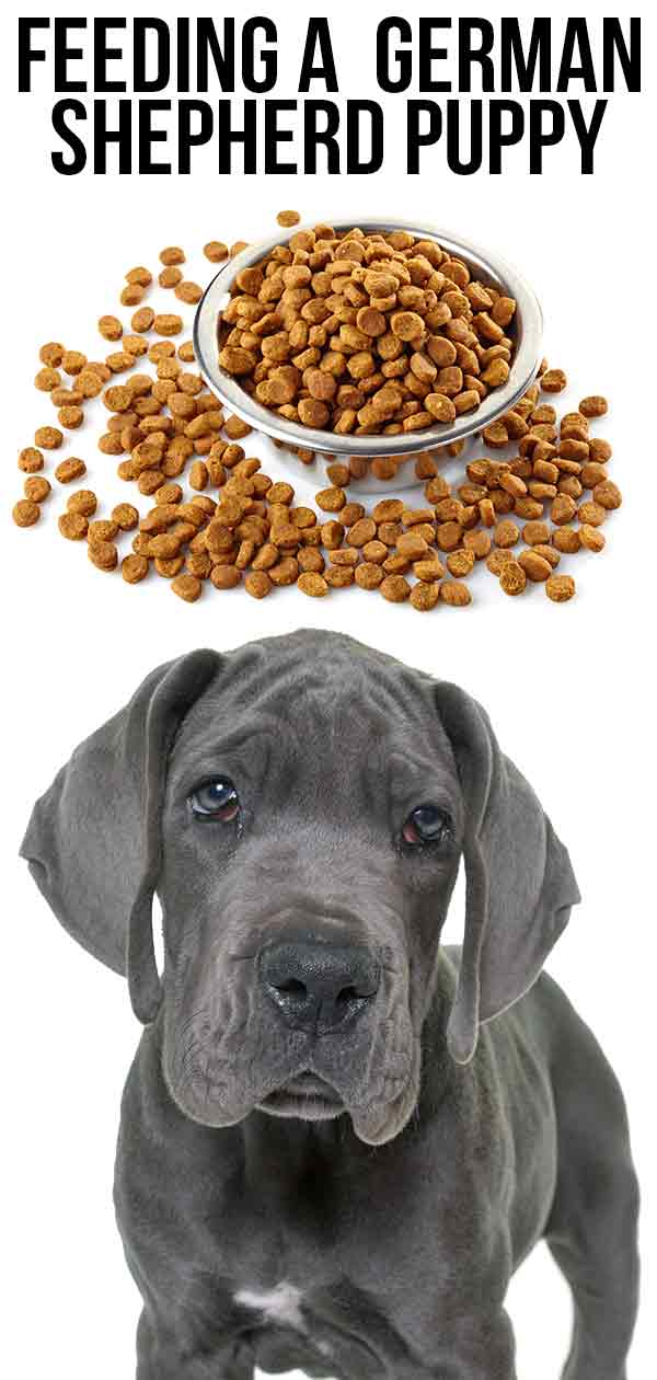 Feeding A Great Dane Puppy Schedules For Giant Breeds