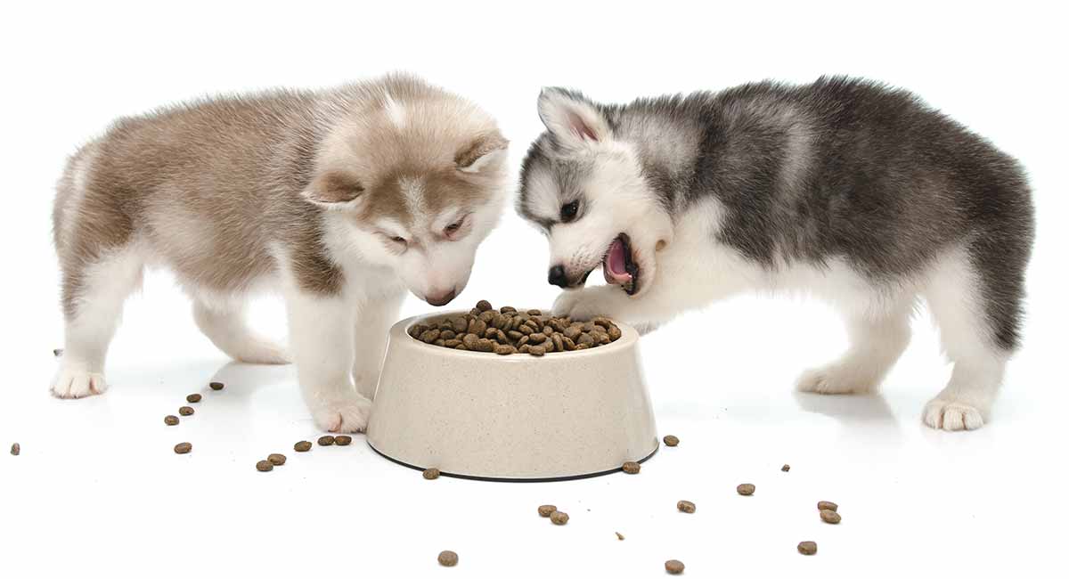 Feeding a Husky Puppy