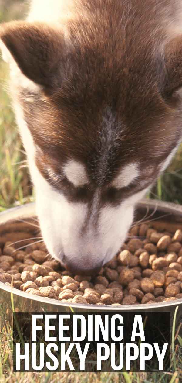 how many times a day should a husky eat