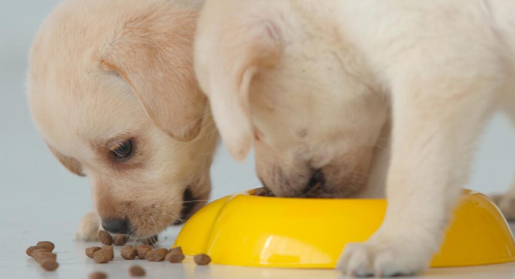 Feeding a Labrador Puppy: Quantities, Schedules and More