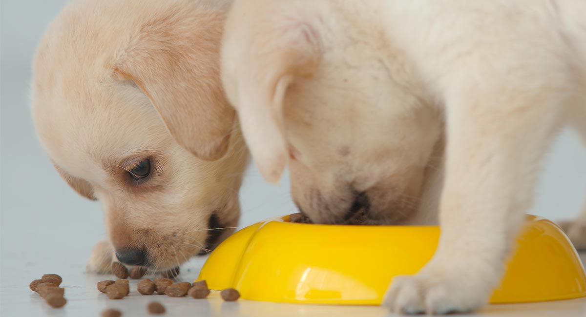 food for 30 days old labrador