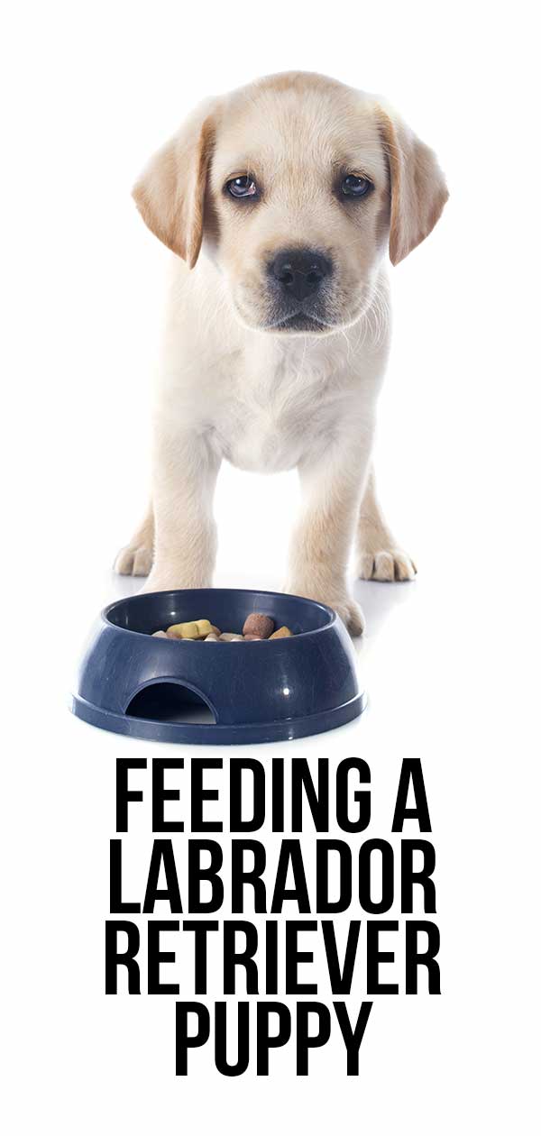 feeding my labrador puppy