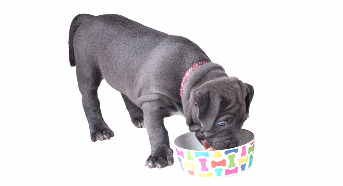 Feeding a Pitbull Puppy Schedules Routines and Quantities