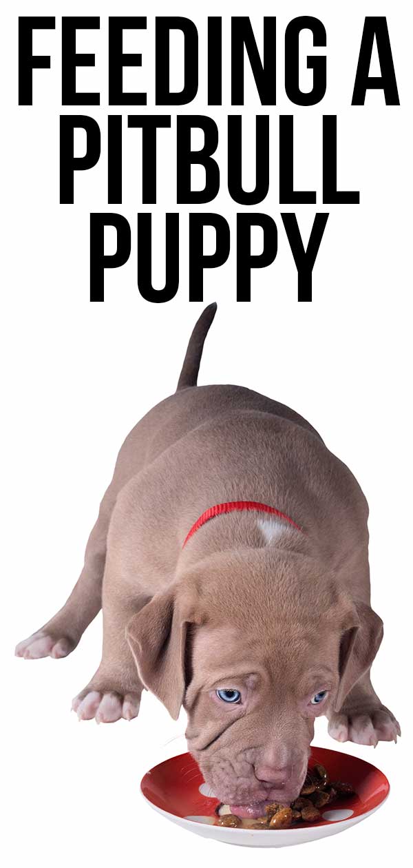 how often should i feed my pitbull puppy