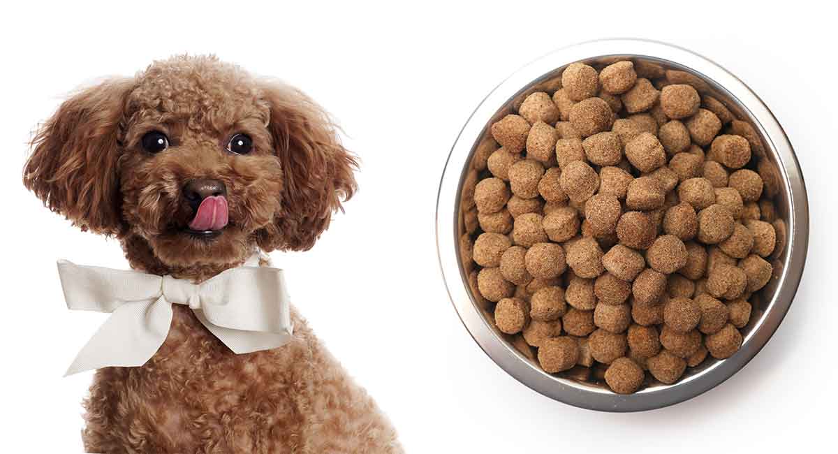 what should poodles eat