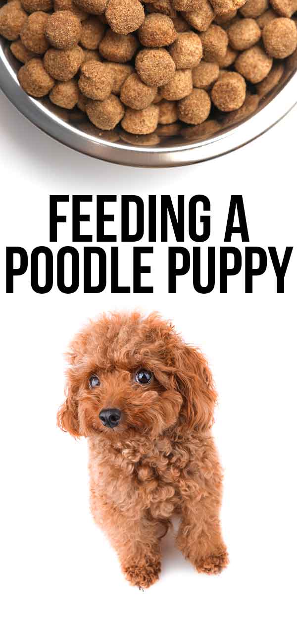 standard poodle dog food