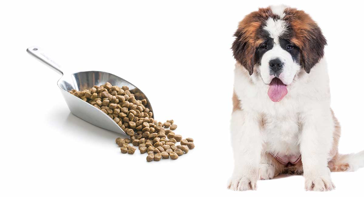 Female Saint Bernard Weight Chart