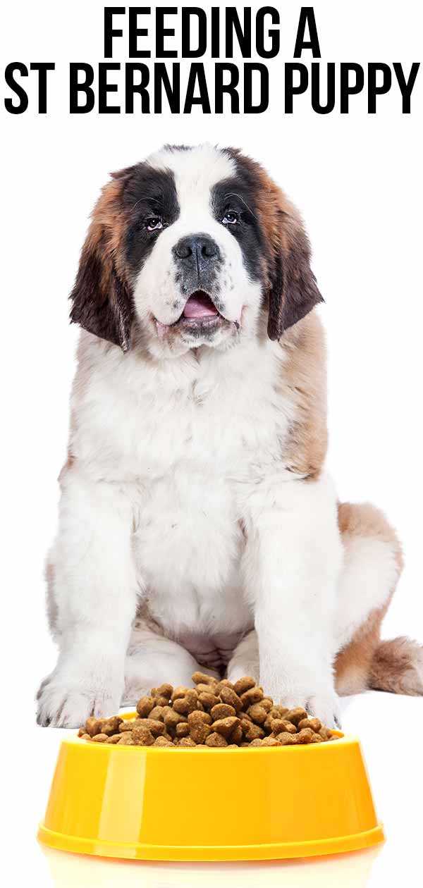 Feeding a St Bernard Puppy