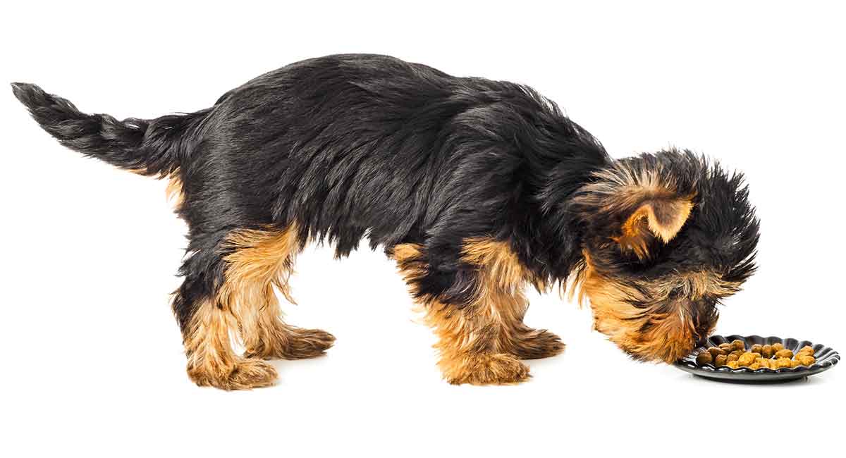 what type of food do yorkie puppies eat