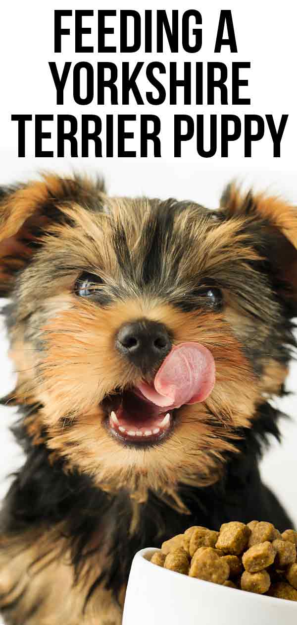 how much should a yorkshire terrier eat