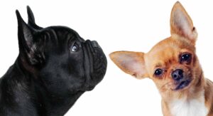 french bulldog chihuahua mix