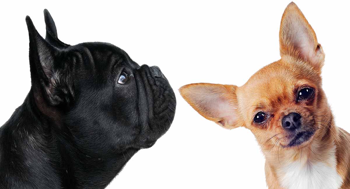 are french bulldogs cross breeds