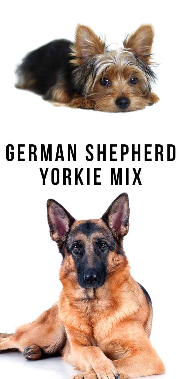 are german shepherd mix with yorkie small