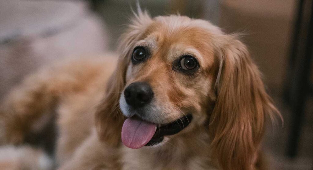 dachshund golden lab mix