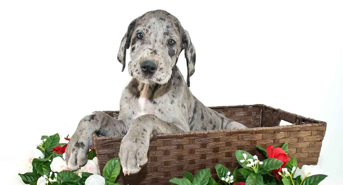 merle great dane