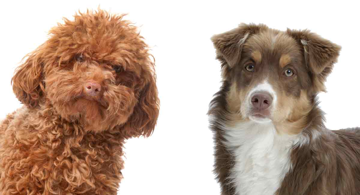 aussiedoodle australian shepherd