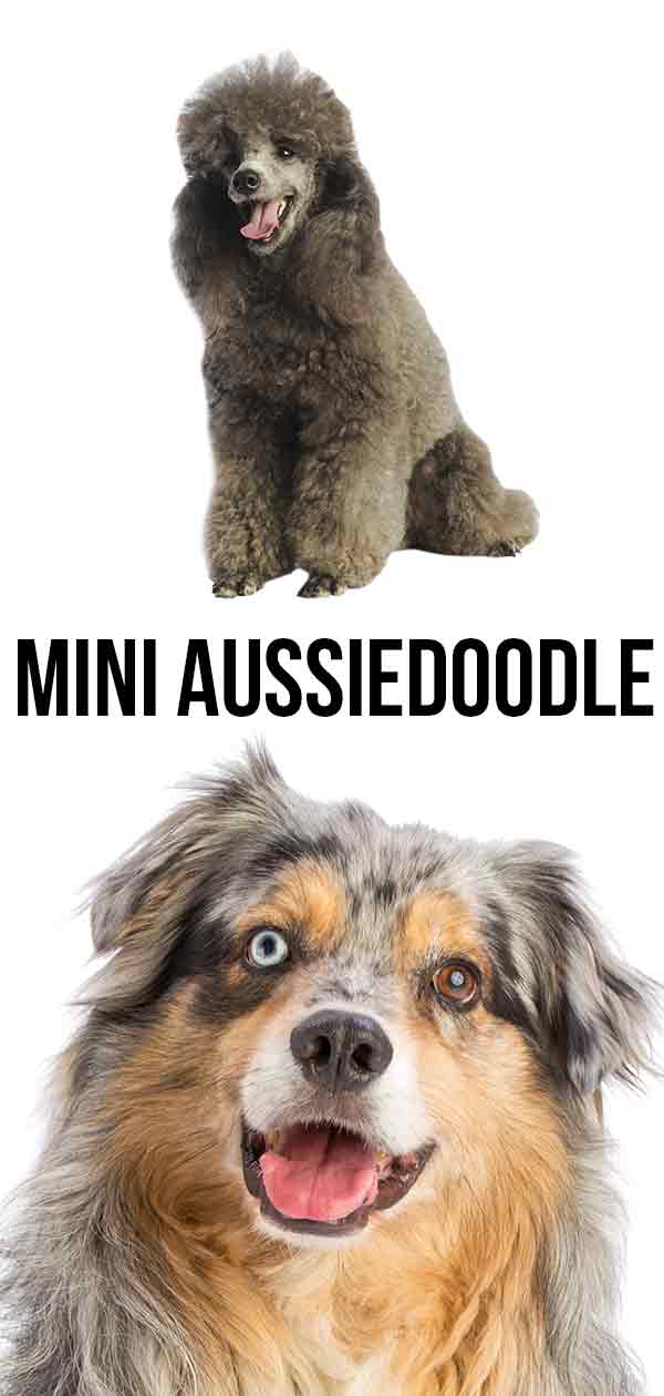 Mini Aussiedoodle 
