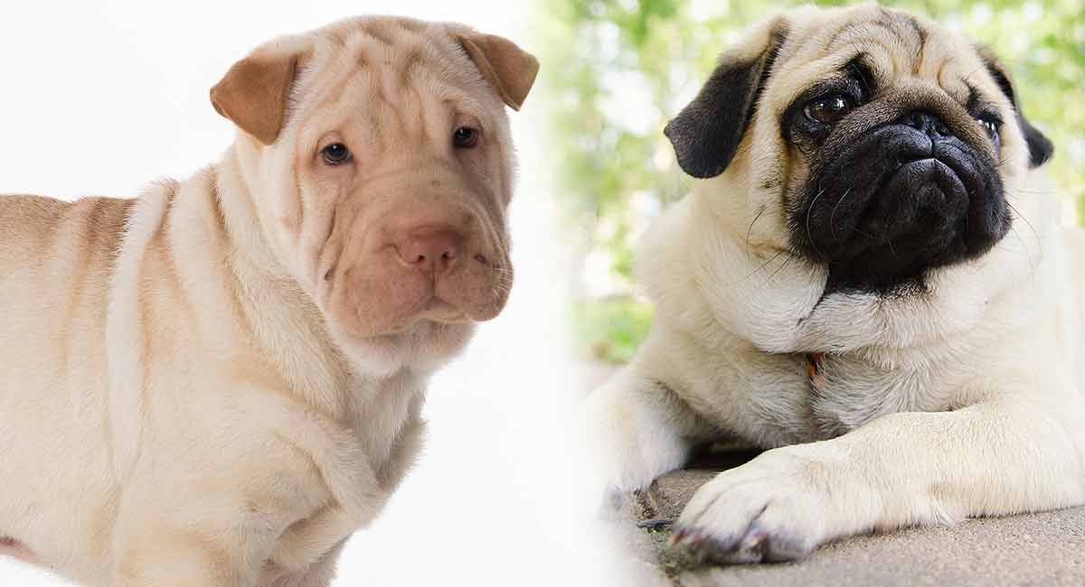 Shar pei 2024 cross pug