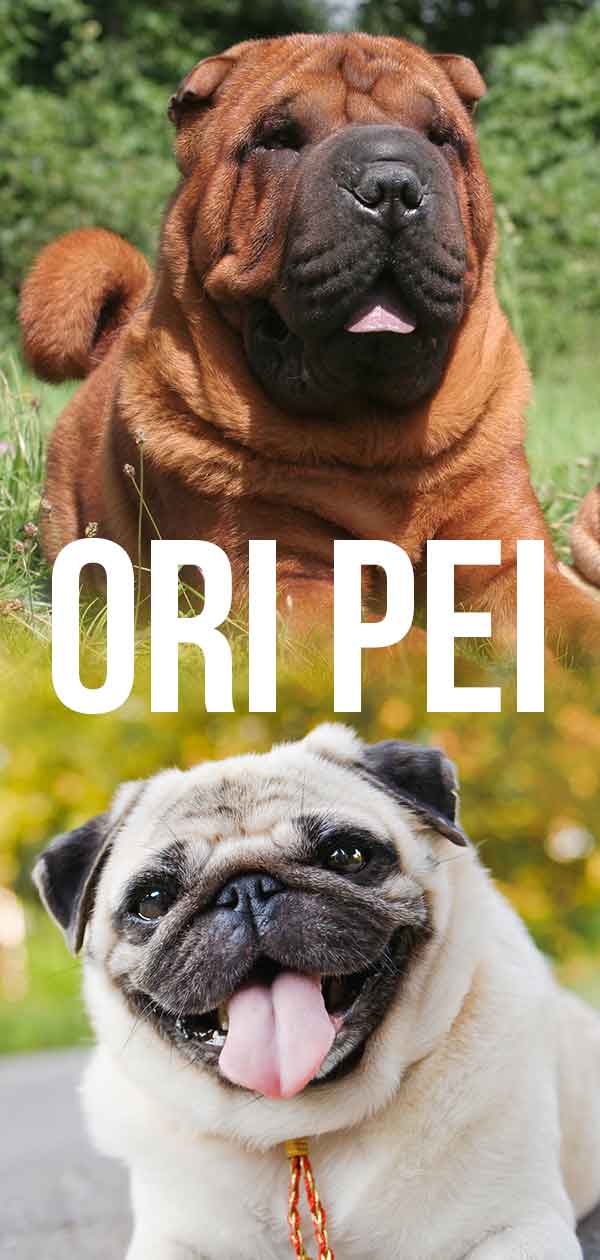 Ori Pei A Complete Guide To The Pug Shar Pei Mix