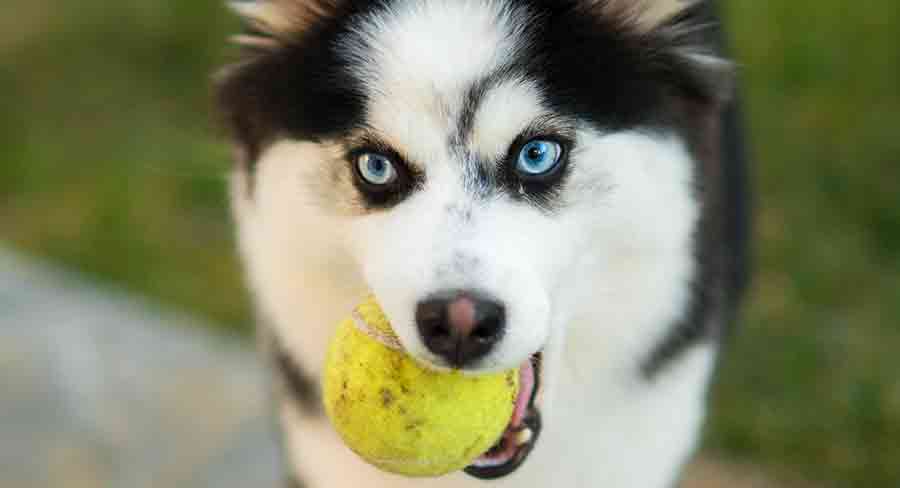 pomeranian husky