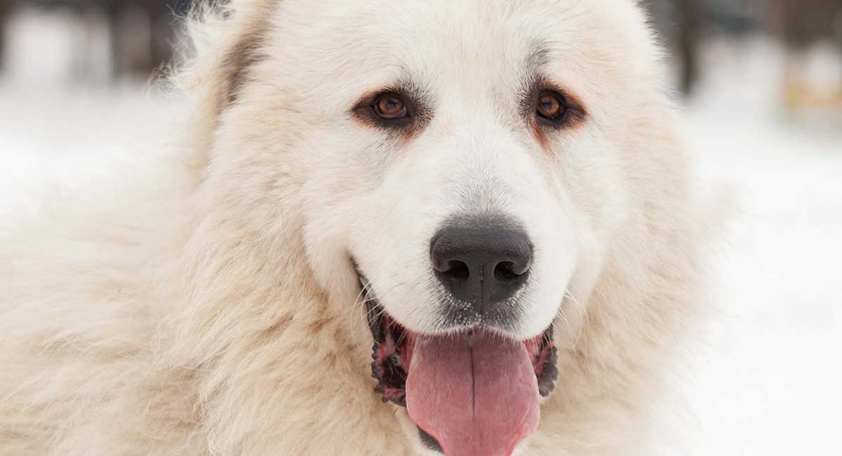 pyrenean mastiff