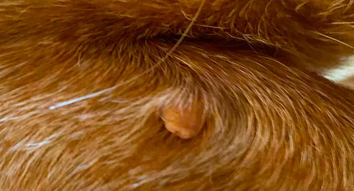 grey skin tag on dog