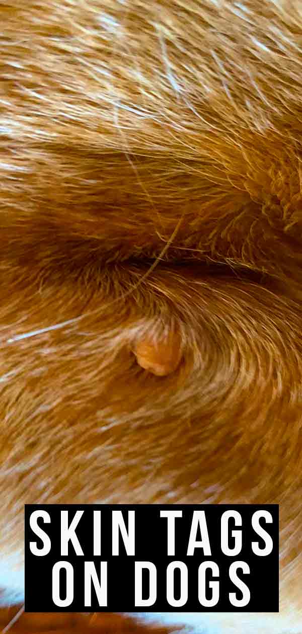 huge skin tag on dog