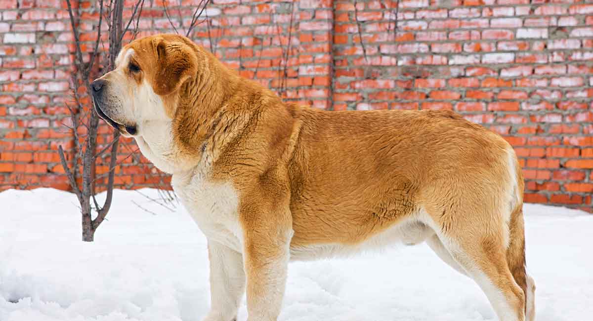 Spanish Mastiff Great Guard Dog Or Perfect Pet