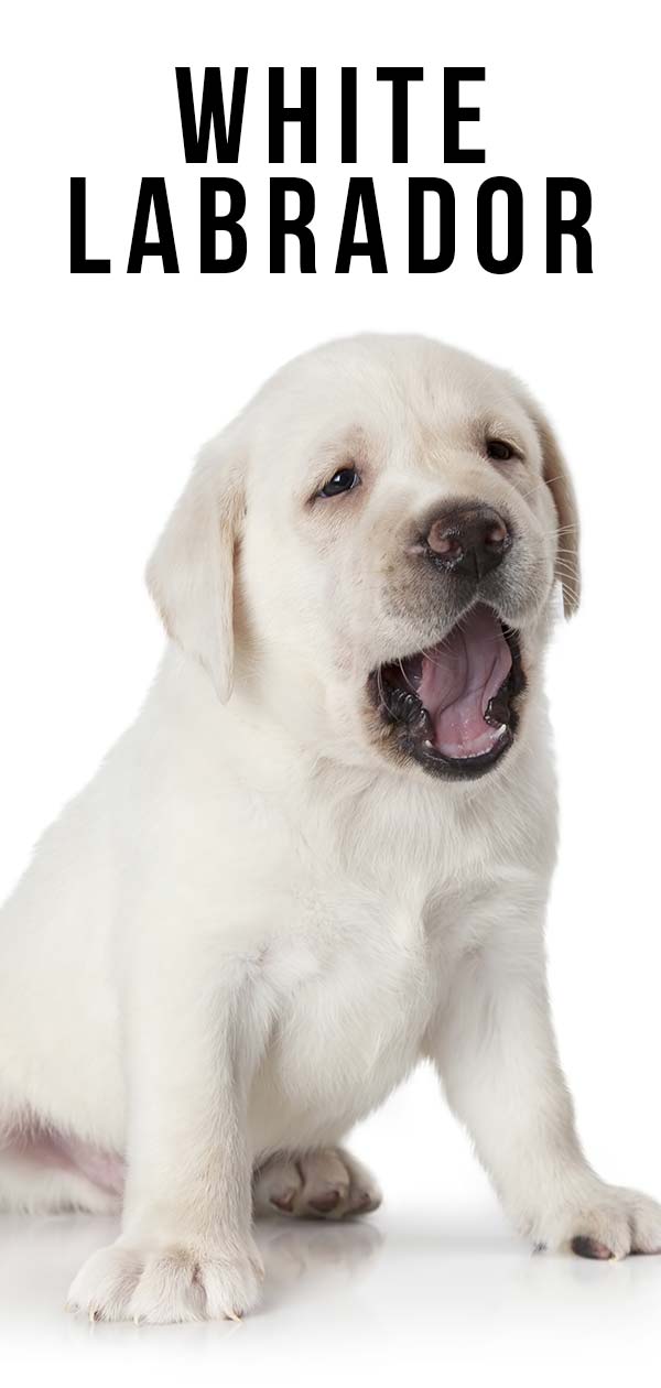 yellow lab with white markings