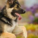 German Shepherd Dog Facts